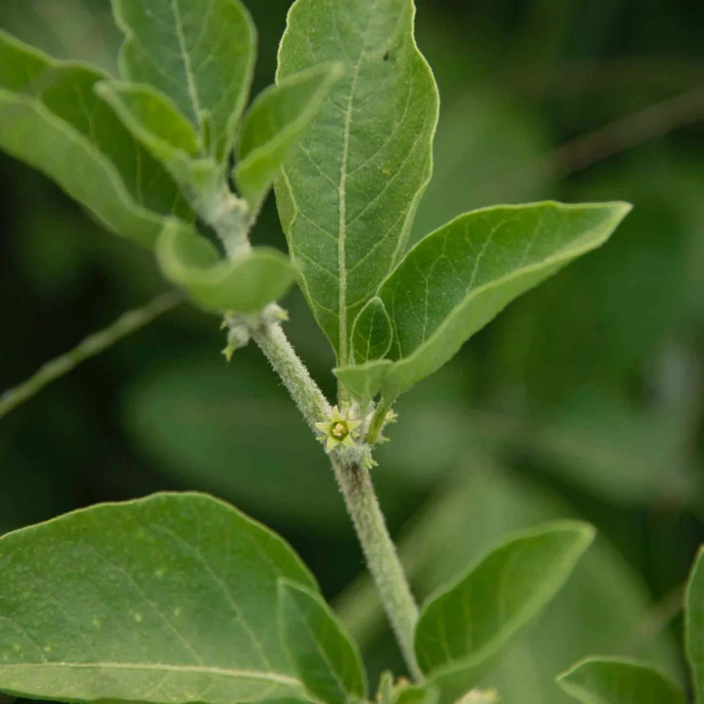 alternate image of herb pharm ashwagandha extract 4oz