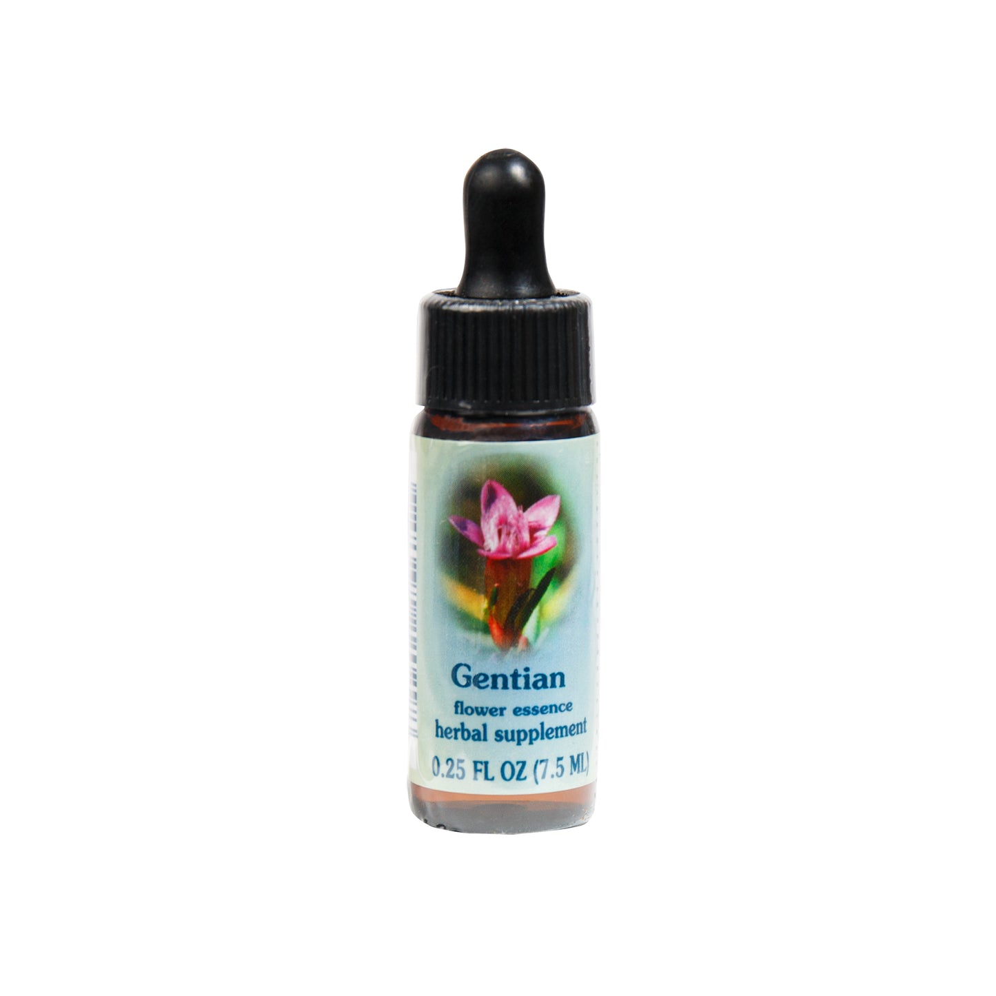 Primary image of Gentian