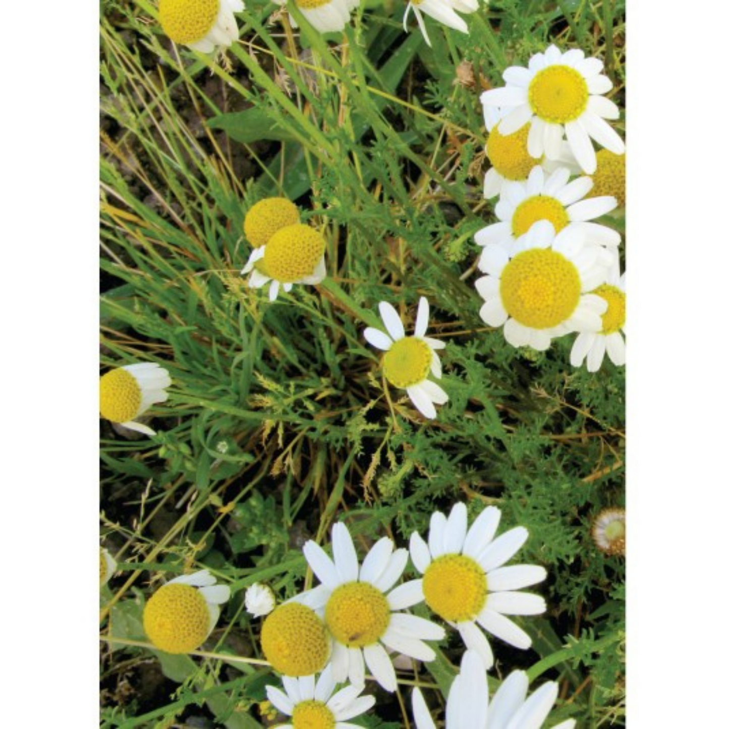 Auroma Chamomile German Essential Oil 5% in Jojoba Oil (0.33 fl oz) #29572