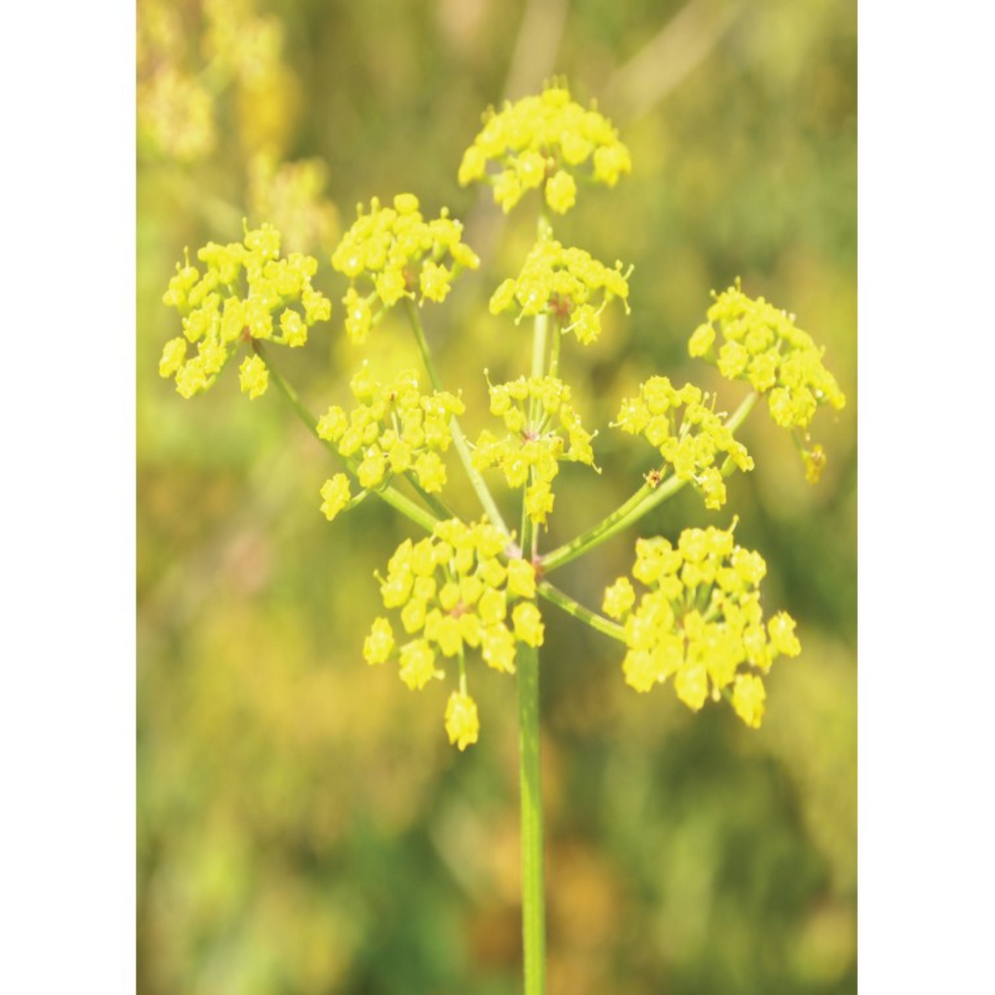 Auroma Fennel Sweet Essential Oil (0.33 fl oz) #10191
