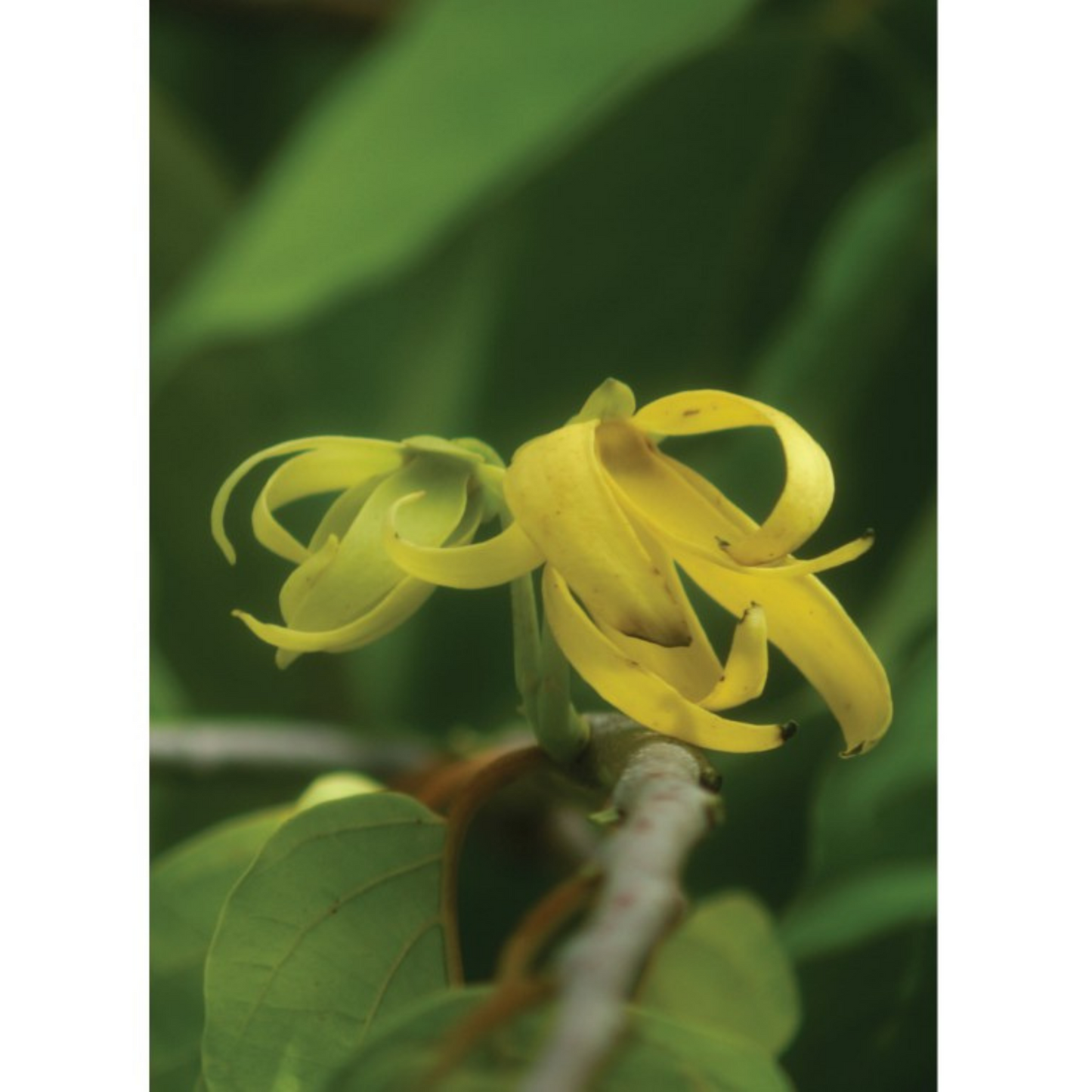 Auroma Ylang Ylang Complete Essential Oil (0.33 fl oz) #10288