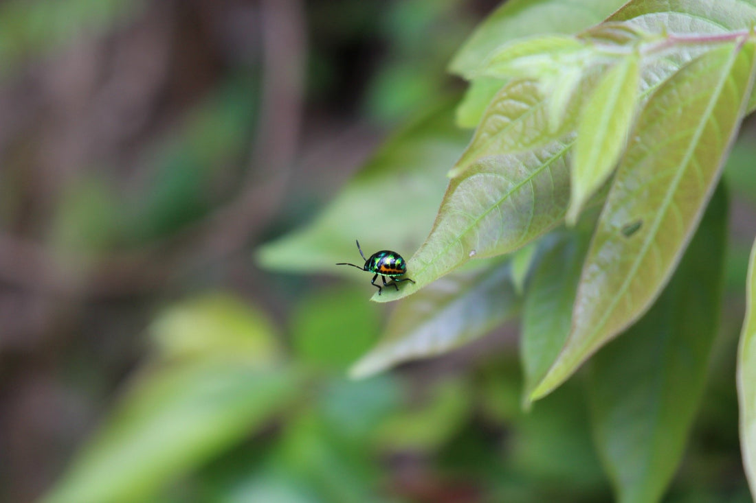 Buzz Off! Natural Bug Spray that Really Works