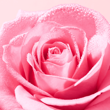 Ingredient image of NUXE Very Rose collections 