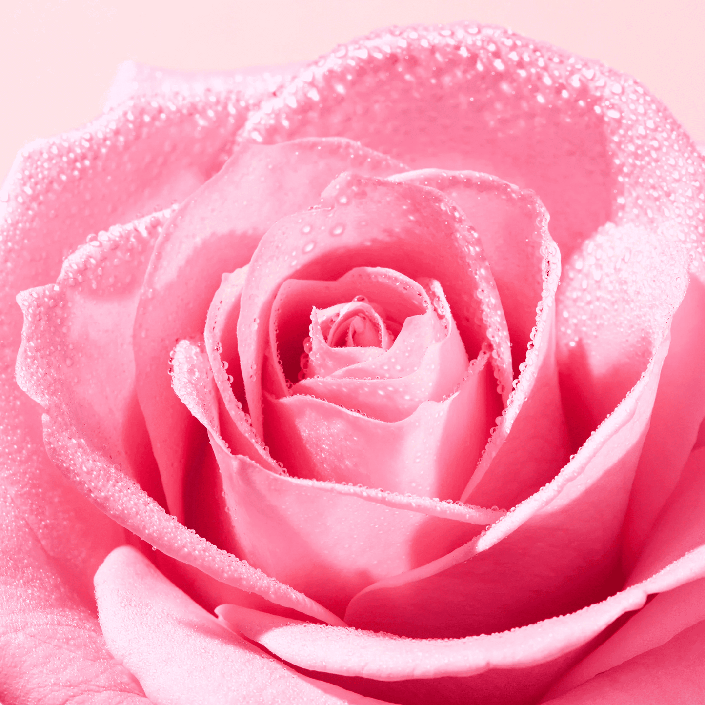 Ingredient image of NUXE Very Rose Soothing Cleansing Gel