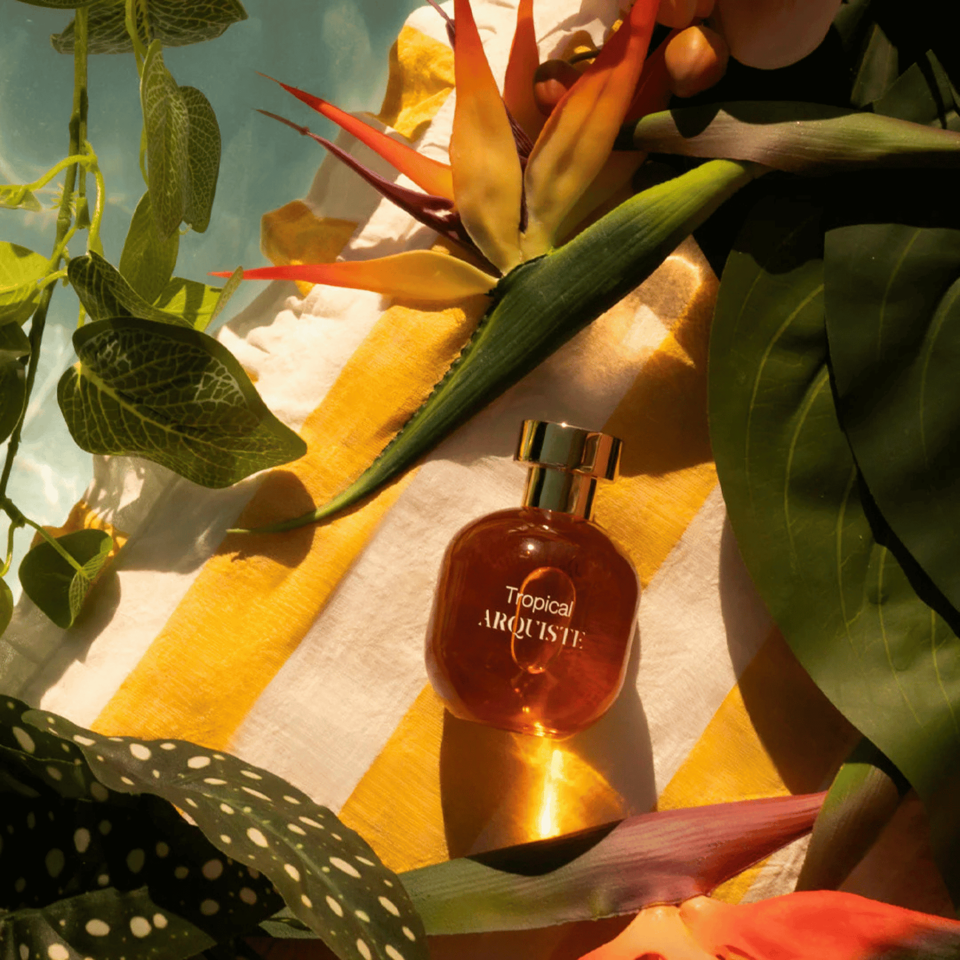 Alternate Image of Tropical EDP
