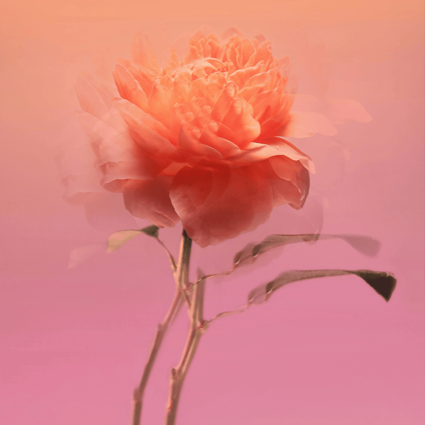 Alternate Image of Impadia EDP