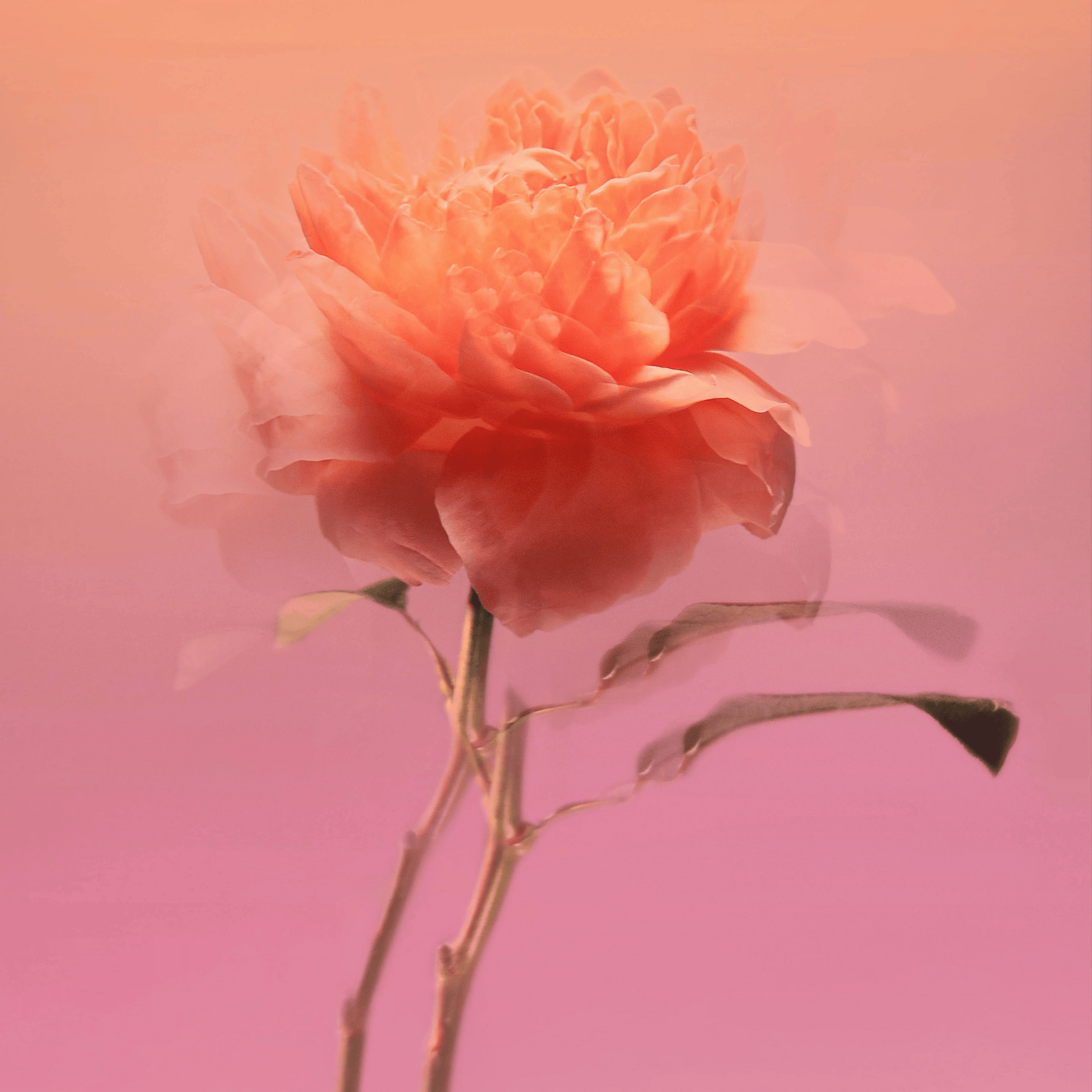 Alternate Image of Impadia EDP