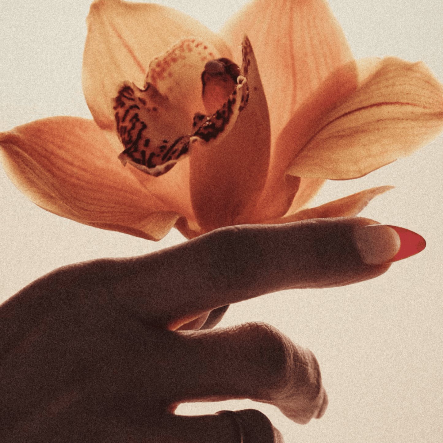Alternate Image of Brown Flowers EDP