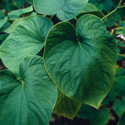 alternate image of herb pharma kava extract