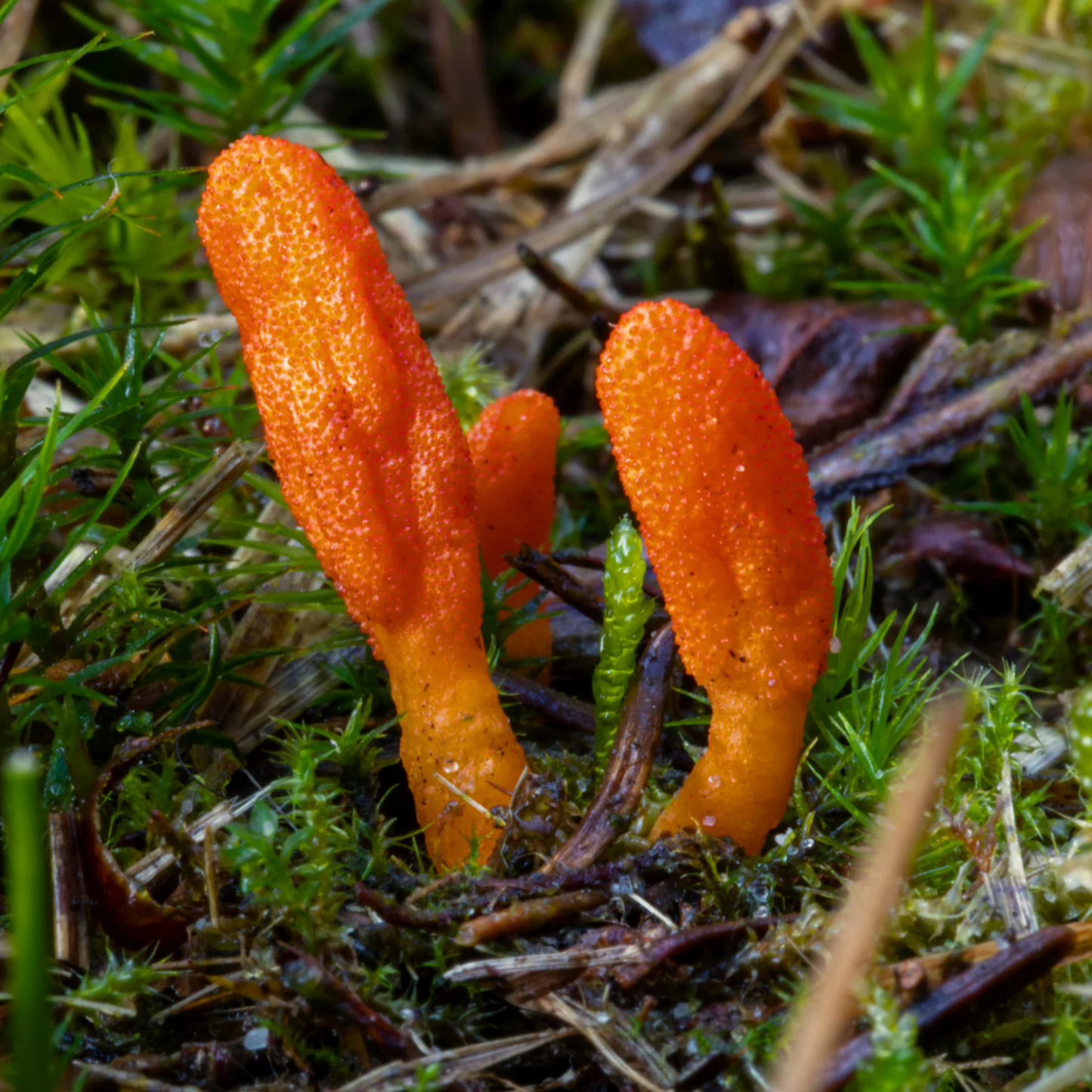 alternate image of herb pharm cordyceps blend 