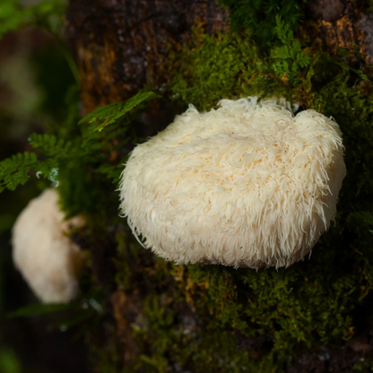 alternate image of herb pharm lions mane blend 