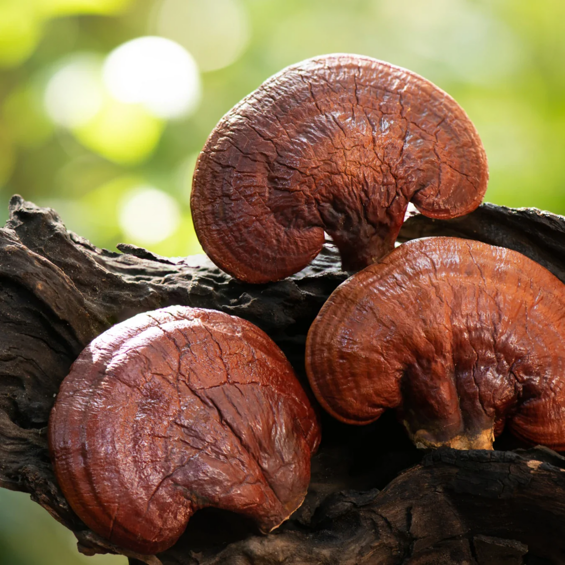 alternate image of herb pharm reishi