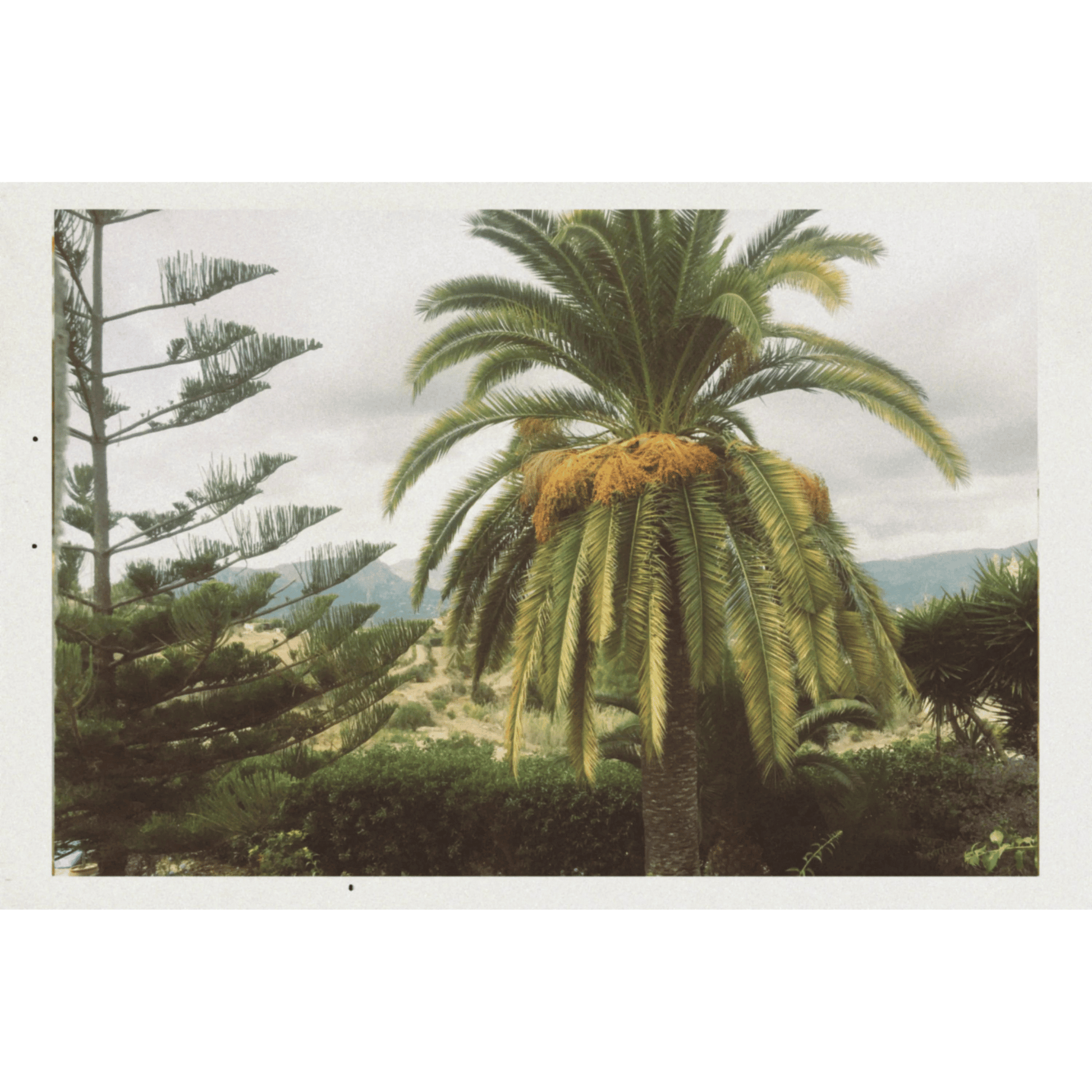 Alternate Image of Tropica EDP