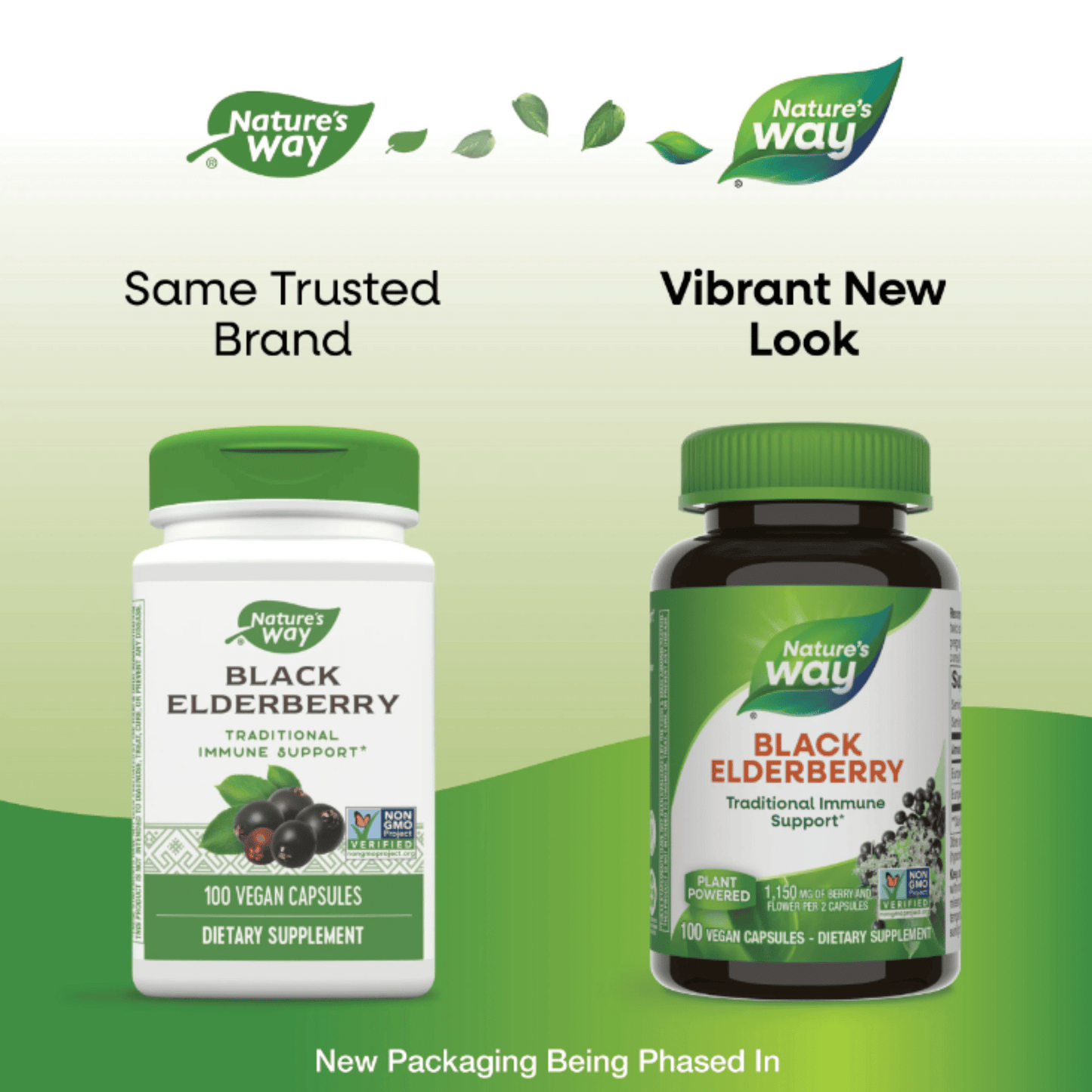 Alternate Image of Black Elderberry