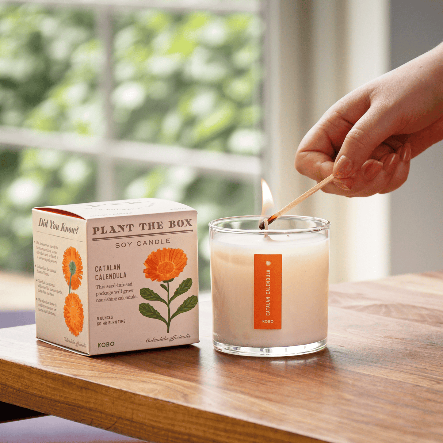 KOBO Catalan Calendula Plant the Box Candle (9 oz) #10068954
