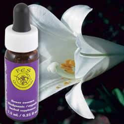 Primary image of Easter Lily (Seven Herb)