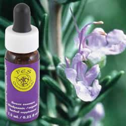 Primary image of Rosemary
