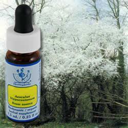 Primary image of Cherry Plum