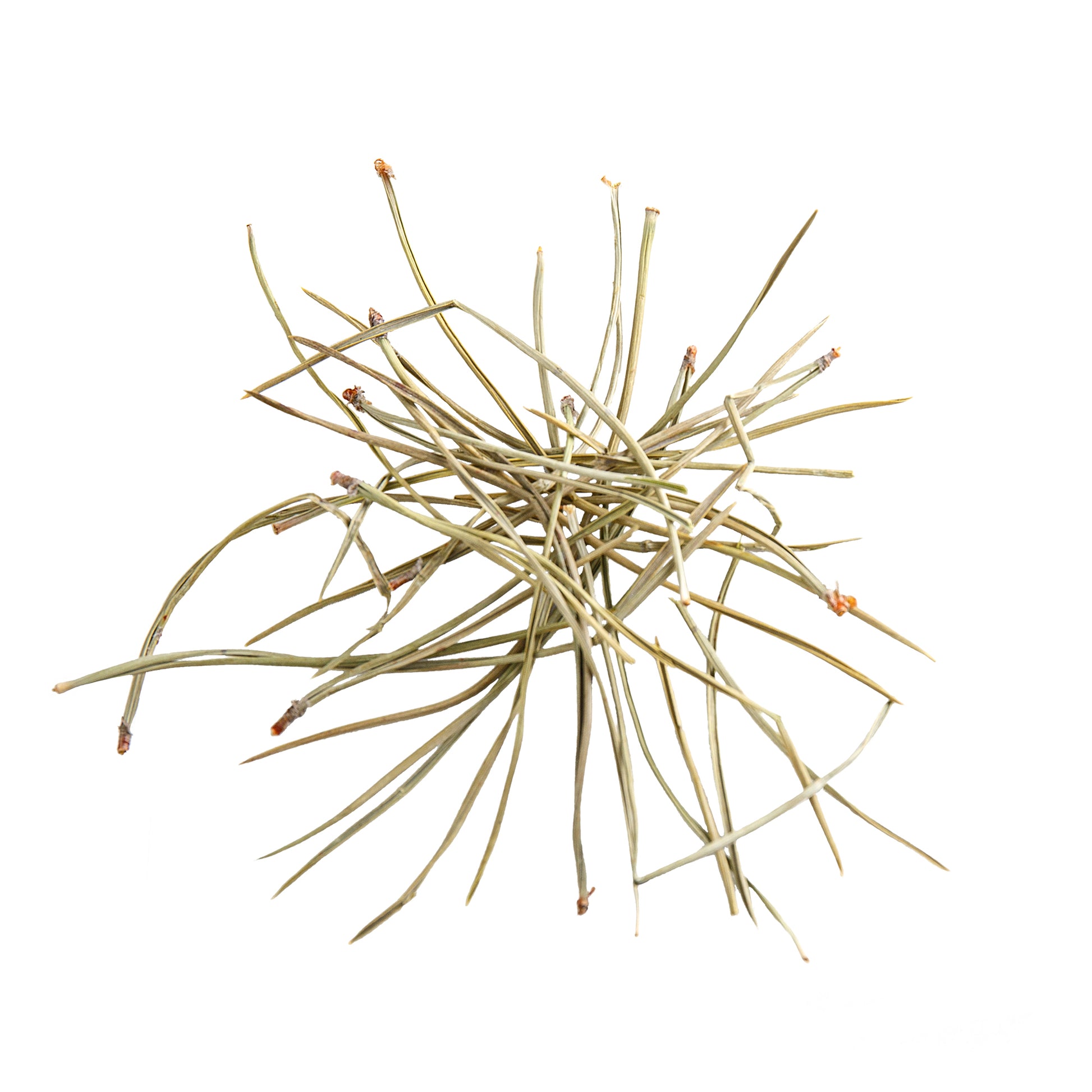 Primary Image of Pine Needles