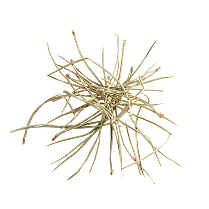 Primary Image of Pine Needles