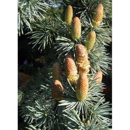 Auroma Cedarwood Atlas Essential Oil (0.33 fl oz) #10163