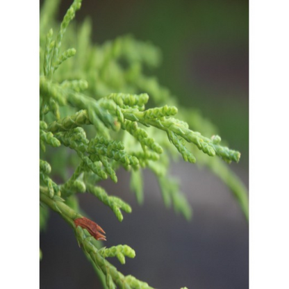Auroma Cypress Leaf Provence Essential Oil (0.33 fl oz) #10181