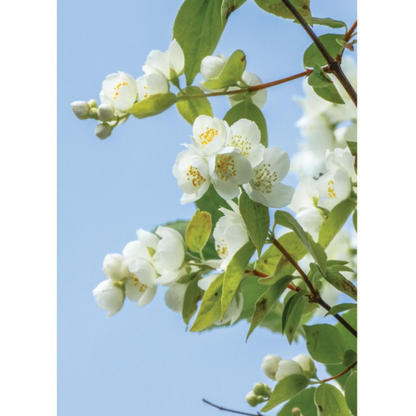 Auroma Jasmine Grandiflorum Egypt Essential Oil 5% in Jojoba (0.33 fl oz) #10525