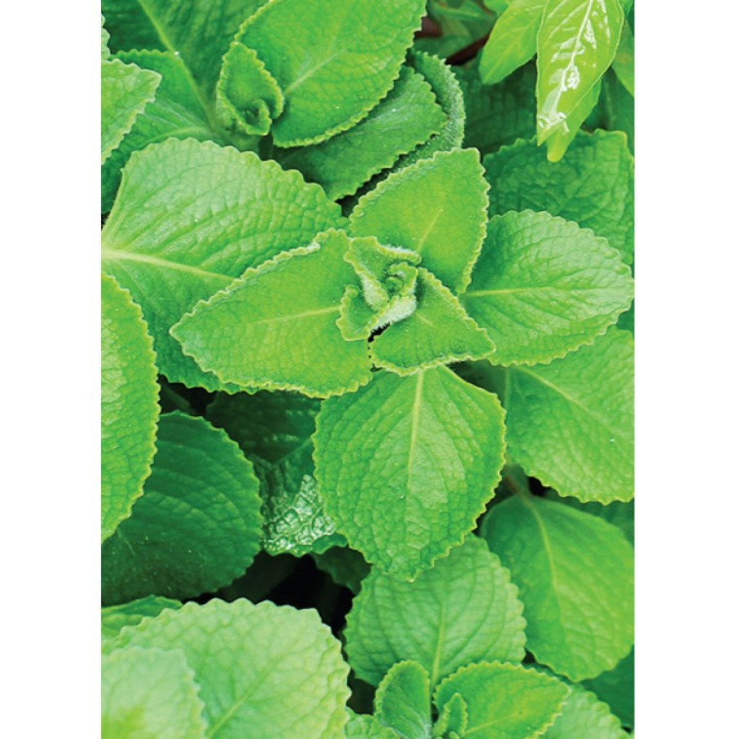 Auroma Patchouli Essential Oil (0.33 fl oz) #10243