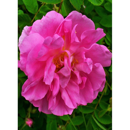 Auroma Rose Damascena Essential Oil Essential Oil 5% in jojoba (0.33 fl oz) #17478